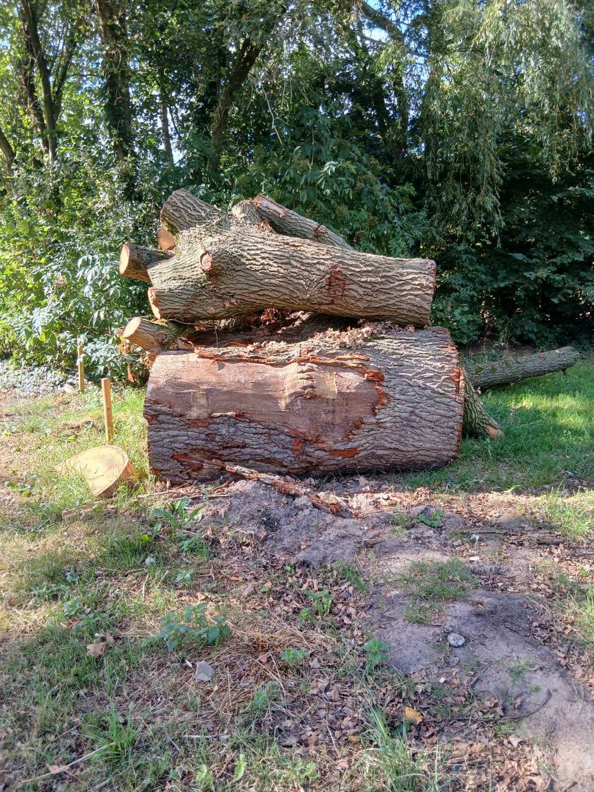 Eikenhout 130/150 jaar oud, Tuin en Terras, Haardhout, 3 tot 6 m³, Ophalen, Eikenhout, Stammen