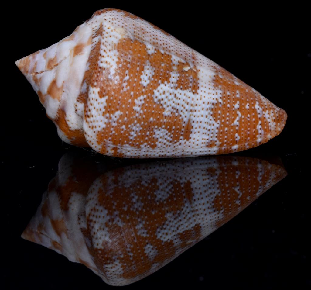 Schelpen: Conus monicae 49mm (F++/F+++) Zeldzaam!, Ophalen of Verzenden, Schelp(en)