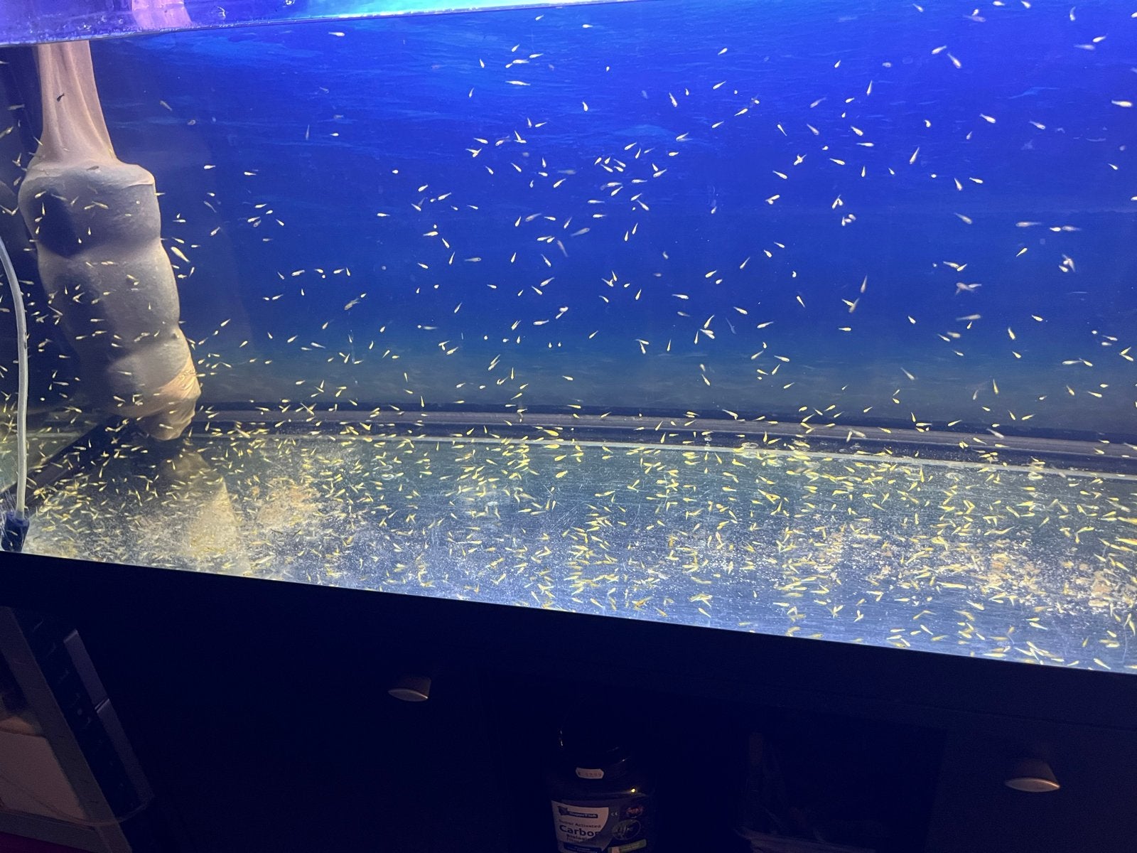 Koi baby fry gebroed, Dieren en Toebehoren, Vissen | Vijvervissen, Karper of Koi