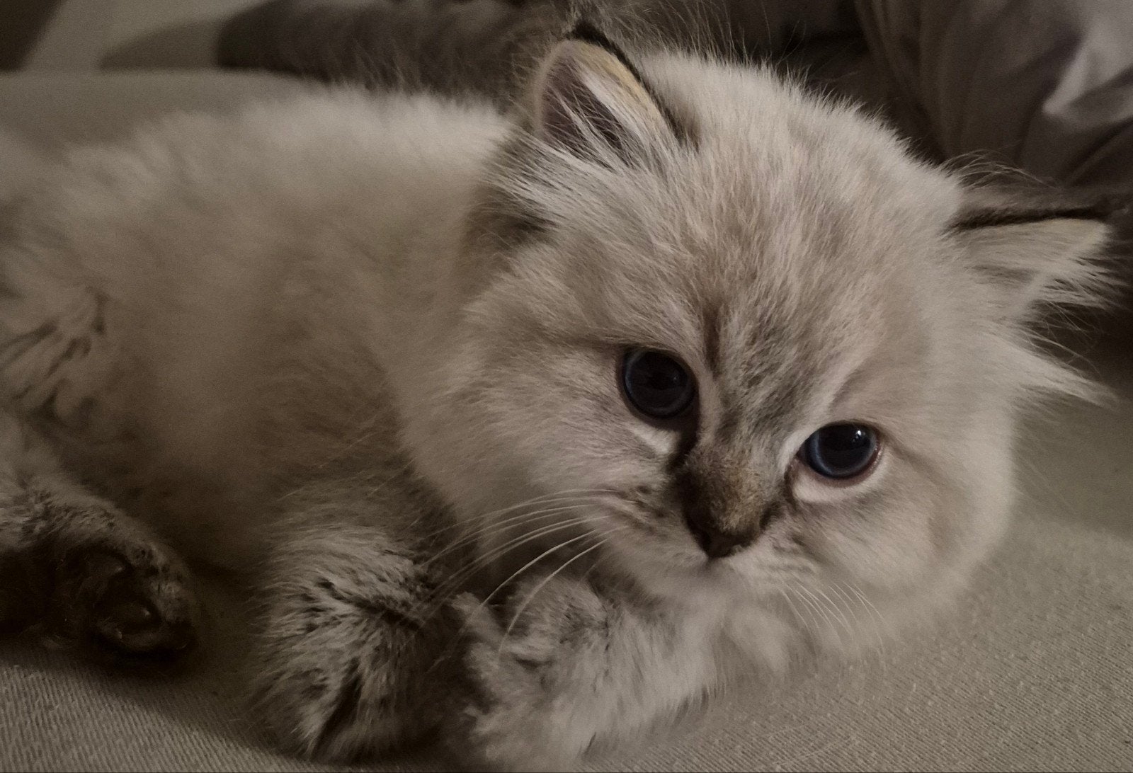 Ragdoll tommy zoek een liefdevolle huisje ️❤️, Dieren en Toebehoren, Kater