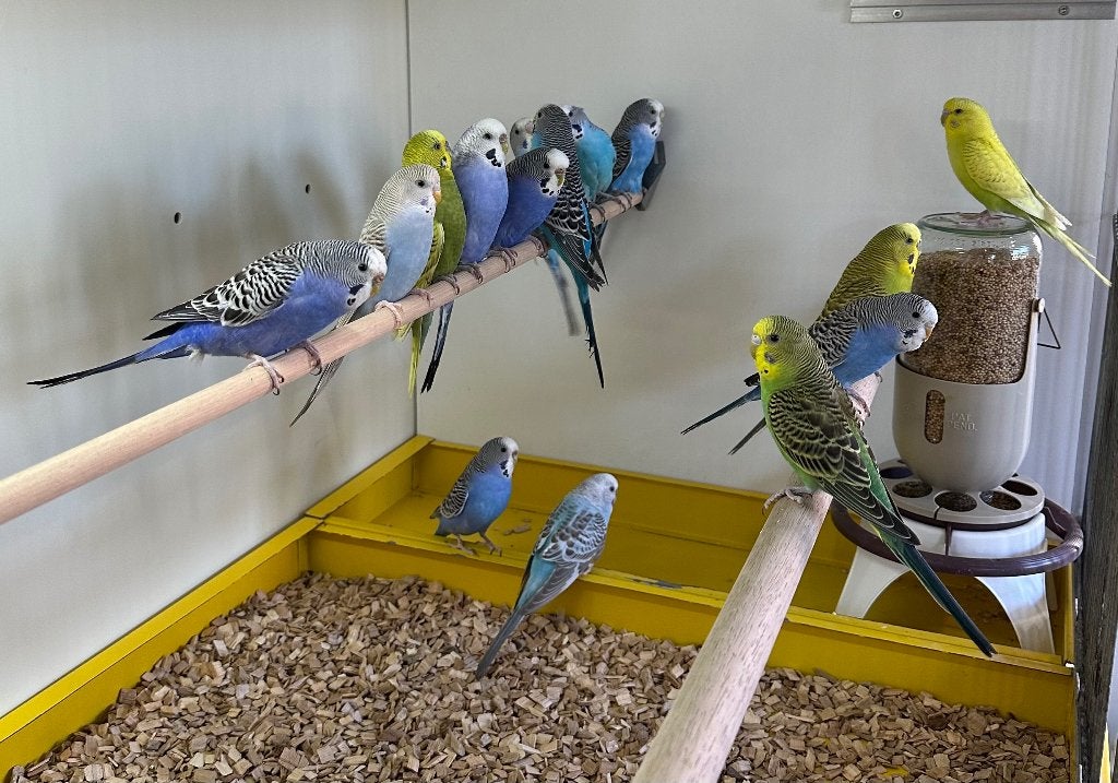 Grasparkieten koppels en mannen, Dieren en Toebehoren, Vogels | Parkieten en Papegaaien, Meerdere dieren, Parkiet