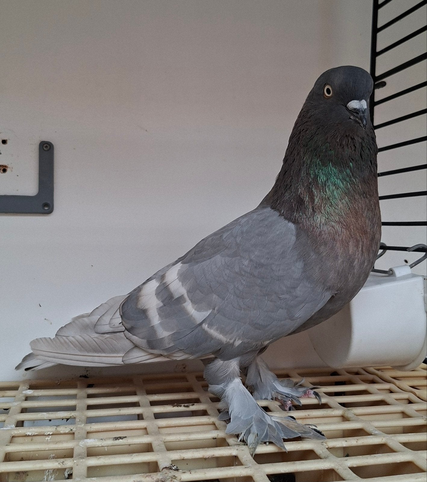1 koppel Smöllner trommelduiven, Meerdere dieren, Overige soorten