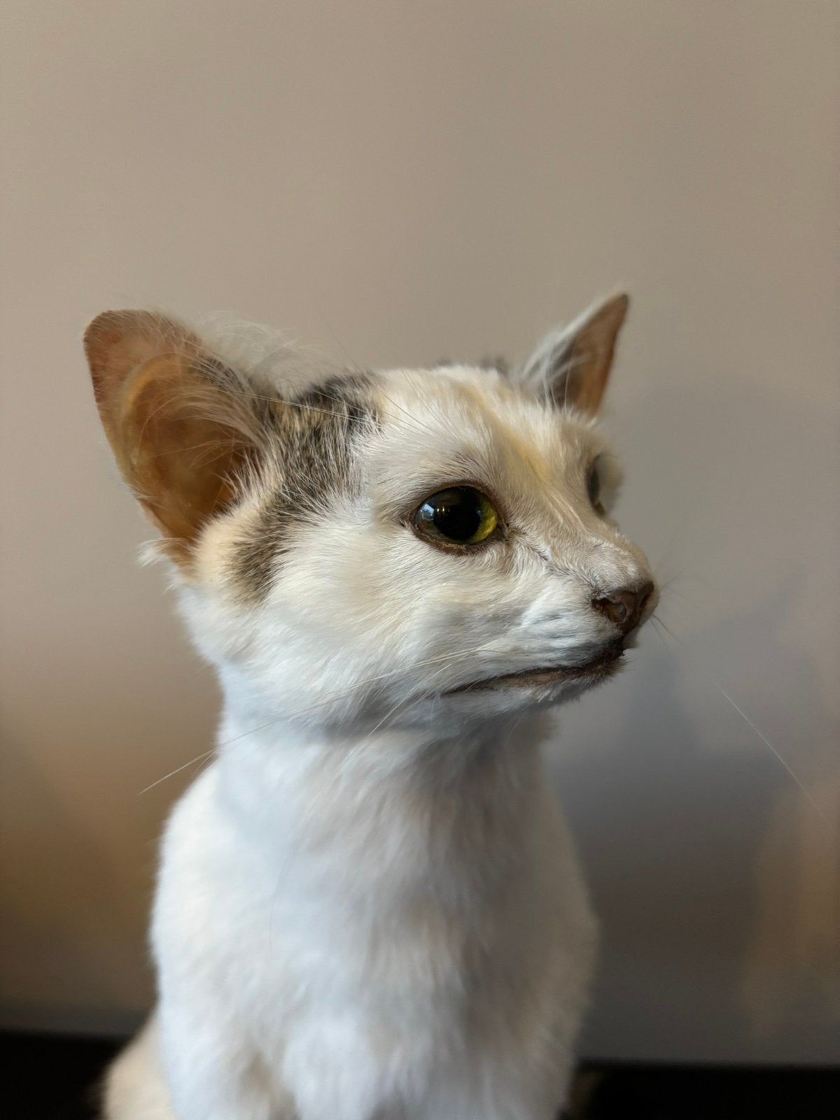 Opgezette kitten/kat, Ophalen of Verzenden, Zo goed als nieuw, Vogel, Opgezet dier