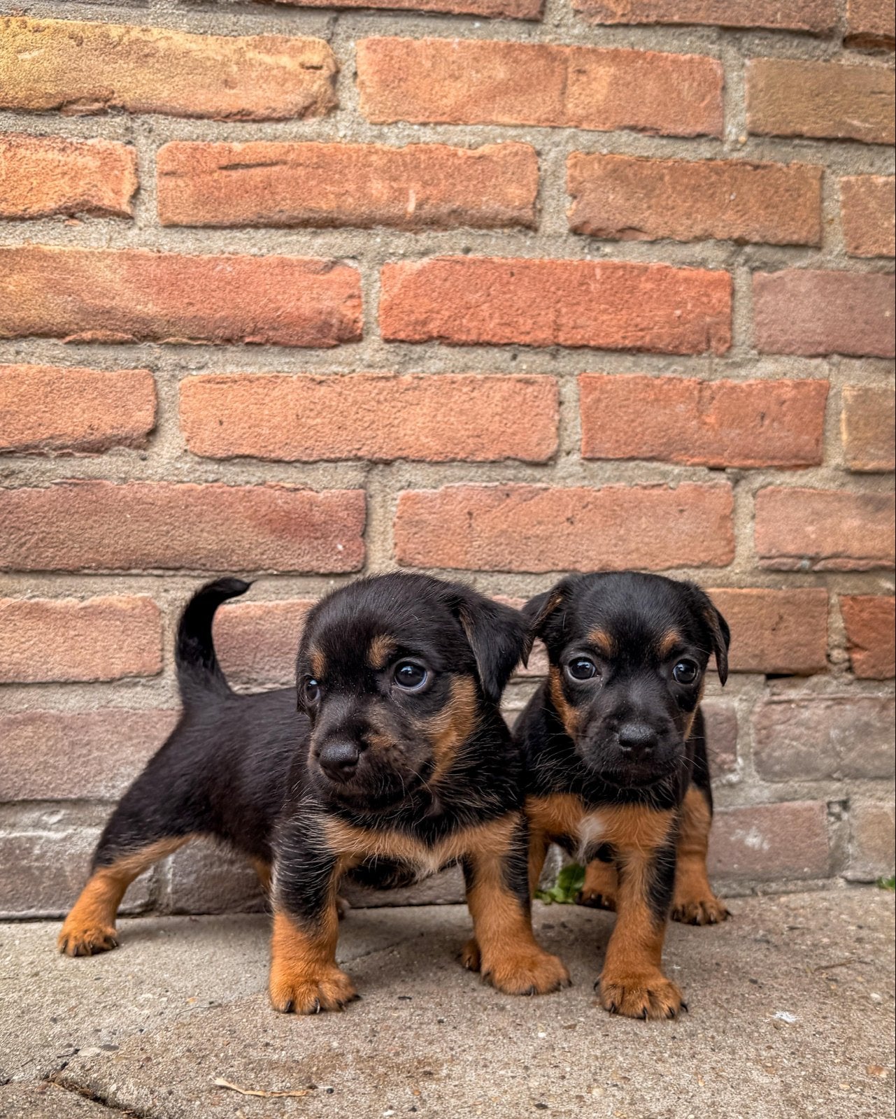Ruwharige Jackrussel pups black and tan, Jack Russell Terriër, Reu, 8 tot 15 weken, Meerdere