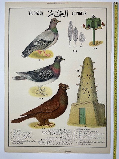 Oude schoolplaat wandplaat 'De duif', Antiek en Kunst, Antiek | Schoolplaten, Ophalen of Verzenden, Natuur en Biologie