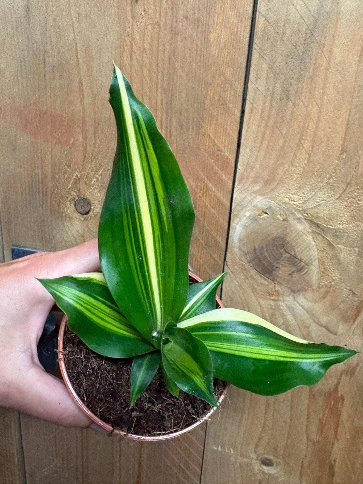 Dracaena variegata plant tricolor albo green aurea wit, Ophalen of Verzenden, Halfschaduw, Minder dan 100 cm