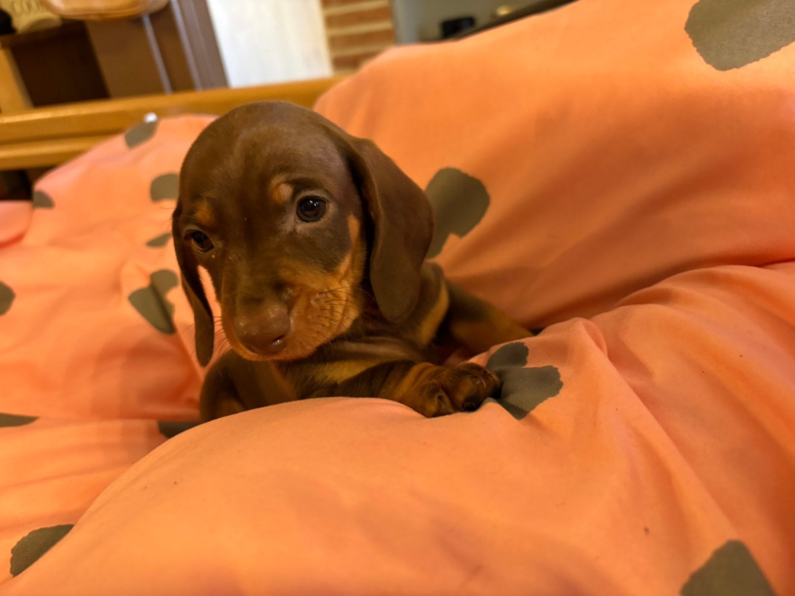 Deze Schatjes Zijn Beschikbaar!, Dieren en Toebehoren, Honden | Teckels en Dashonden, Meerdere dieren, Korthaar, Dwerg, Particulier