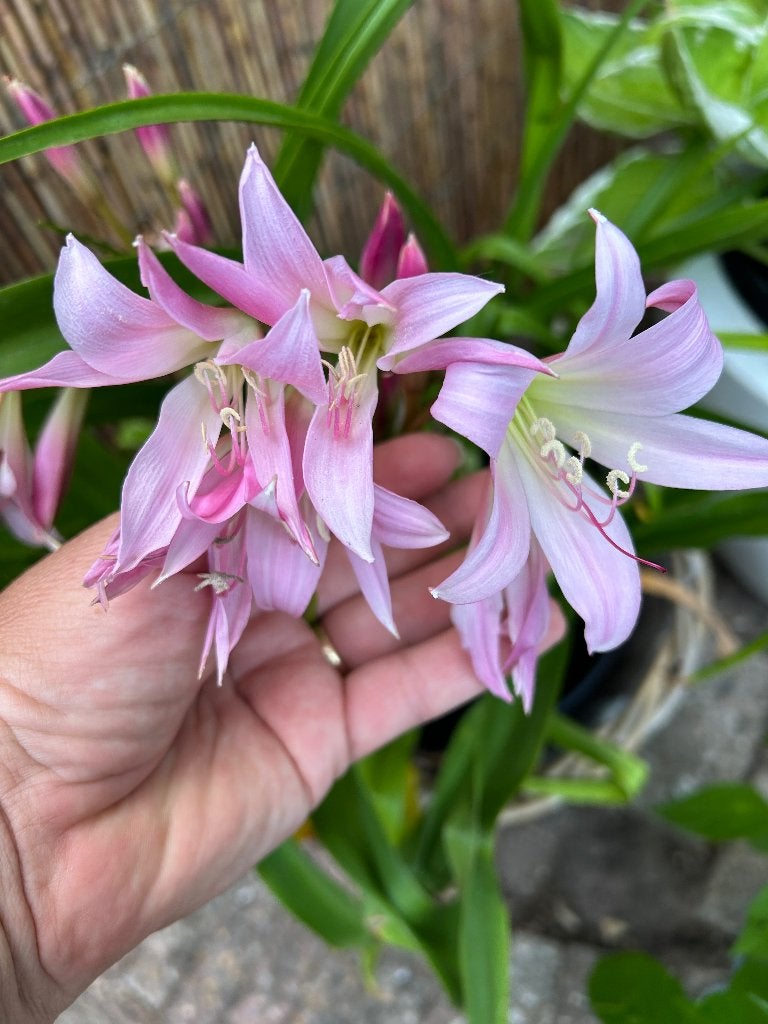 Crinum powellii Rosea - Haaklelie roze, Overige soorten, Volle zon, Vaste plant, Ophalen of Verzenden