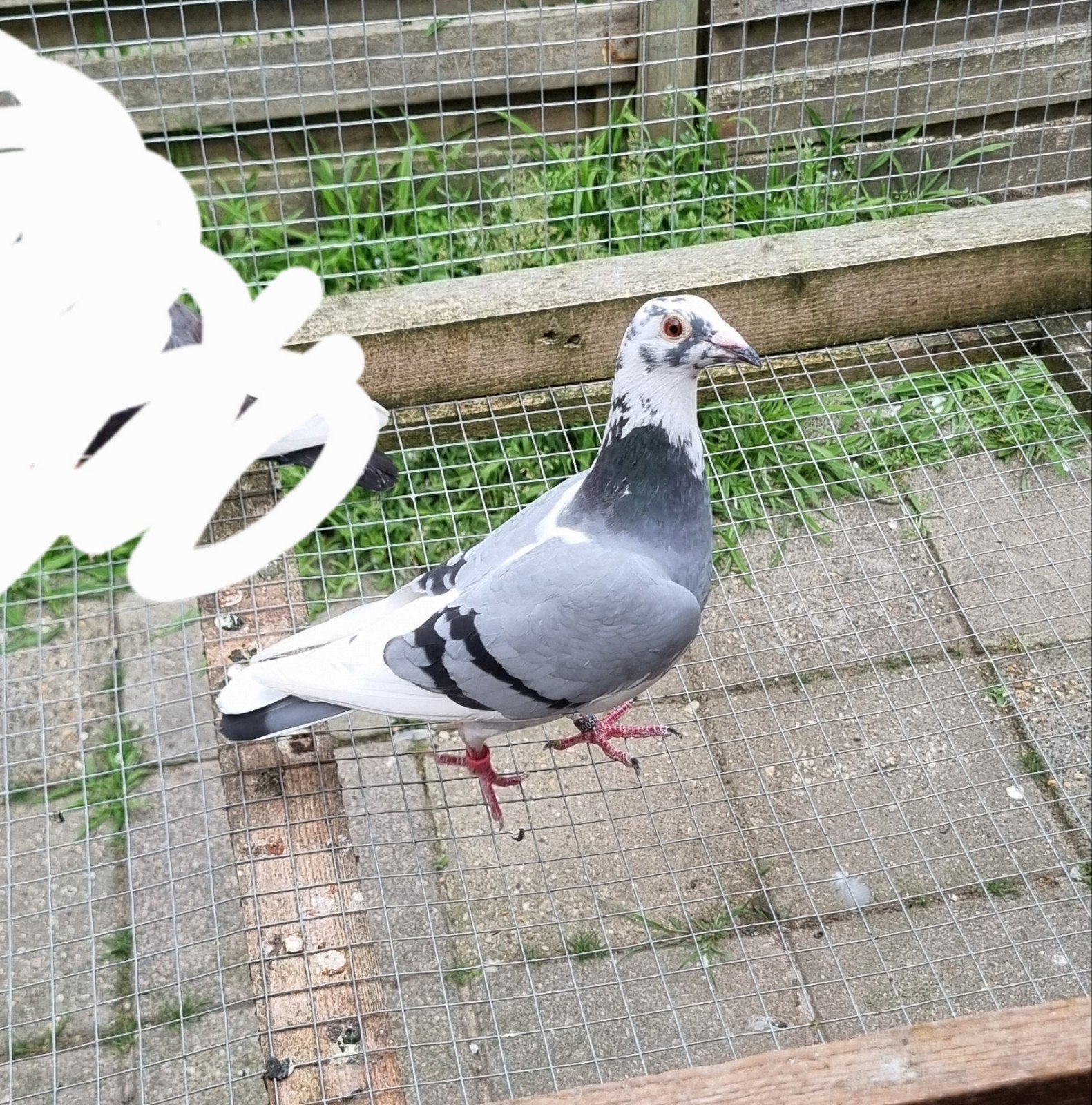 Postduiven vrouwelijke, Dieren en Toebehoren, Vogels | Duiven, Vrouwelijk, Postduif