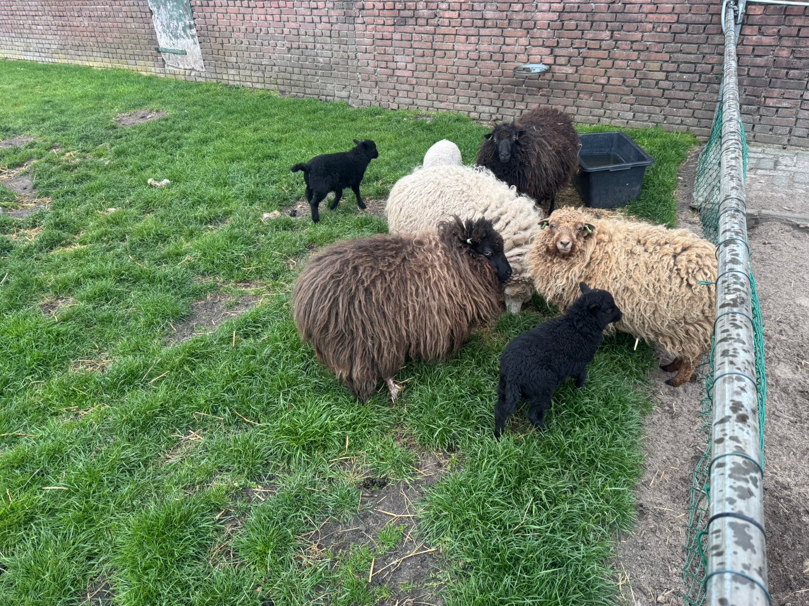 Ouessant schapen met lam ooitjes, Dieren en Toebehoren, Meerdere dieren, Schaap