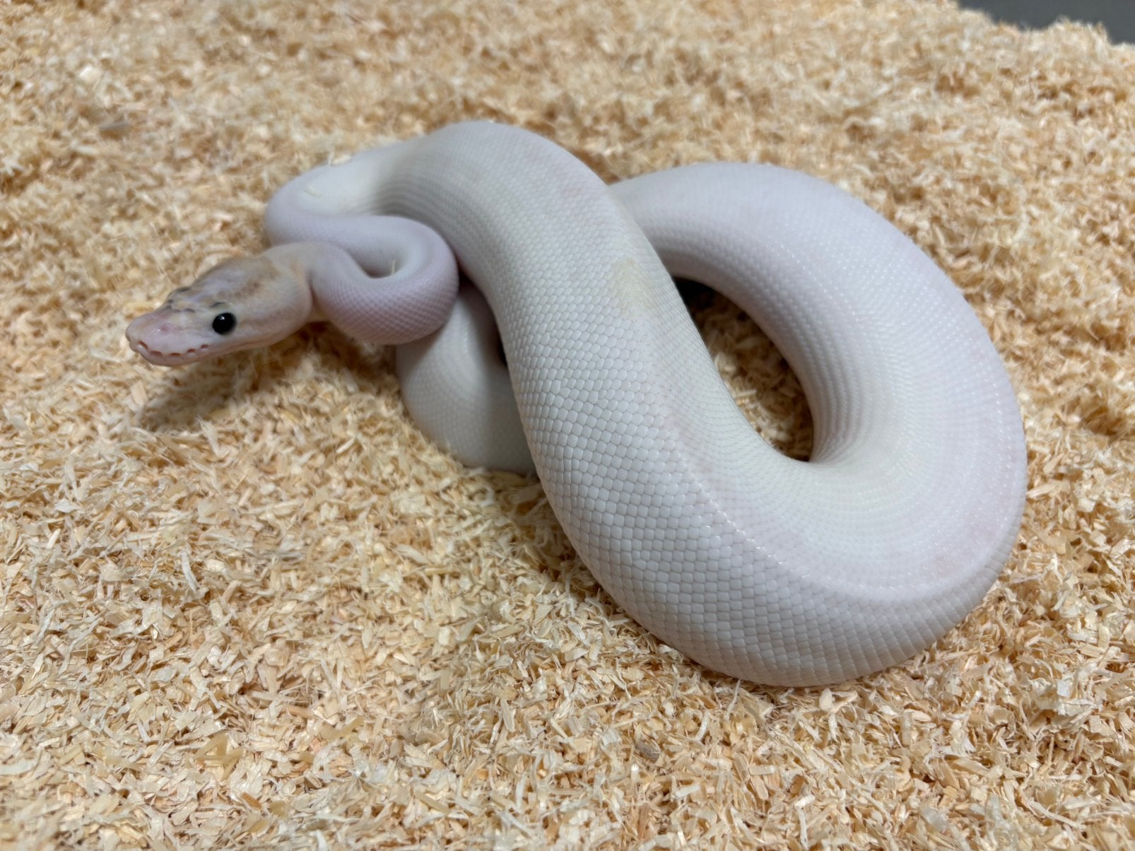 1.0 Ivory Pied ball python regius te koop, Dieren en Toebehoren, Slang, 0 tot 2 jaar