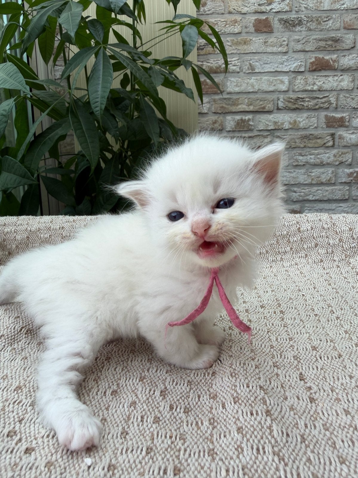 Ragdoll kittens met stamboom, ouders DNA-getest, Dieren en Toebehoren, Meerdere dieren, Langharig, 0 tot 2 jaar