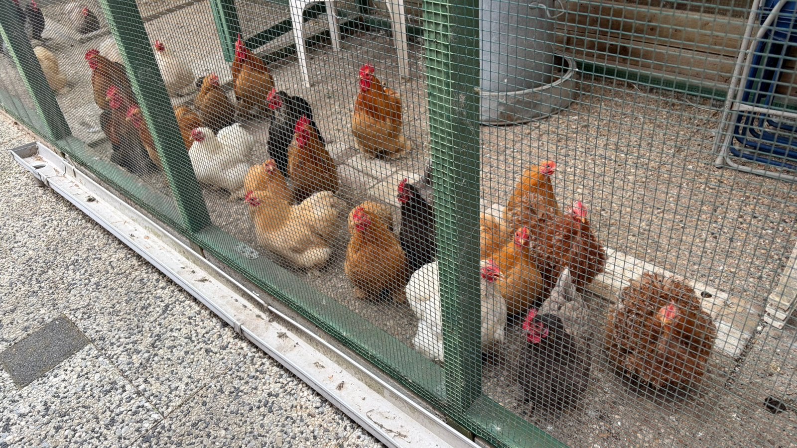 Meerdere kriel Cochin hennen en hanen te koop, Dieren en Toebehoren, Pluimvee, Meerdere dieren, Kip