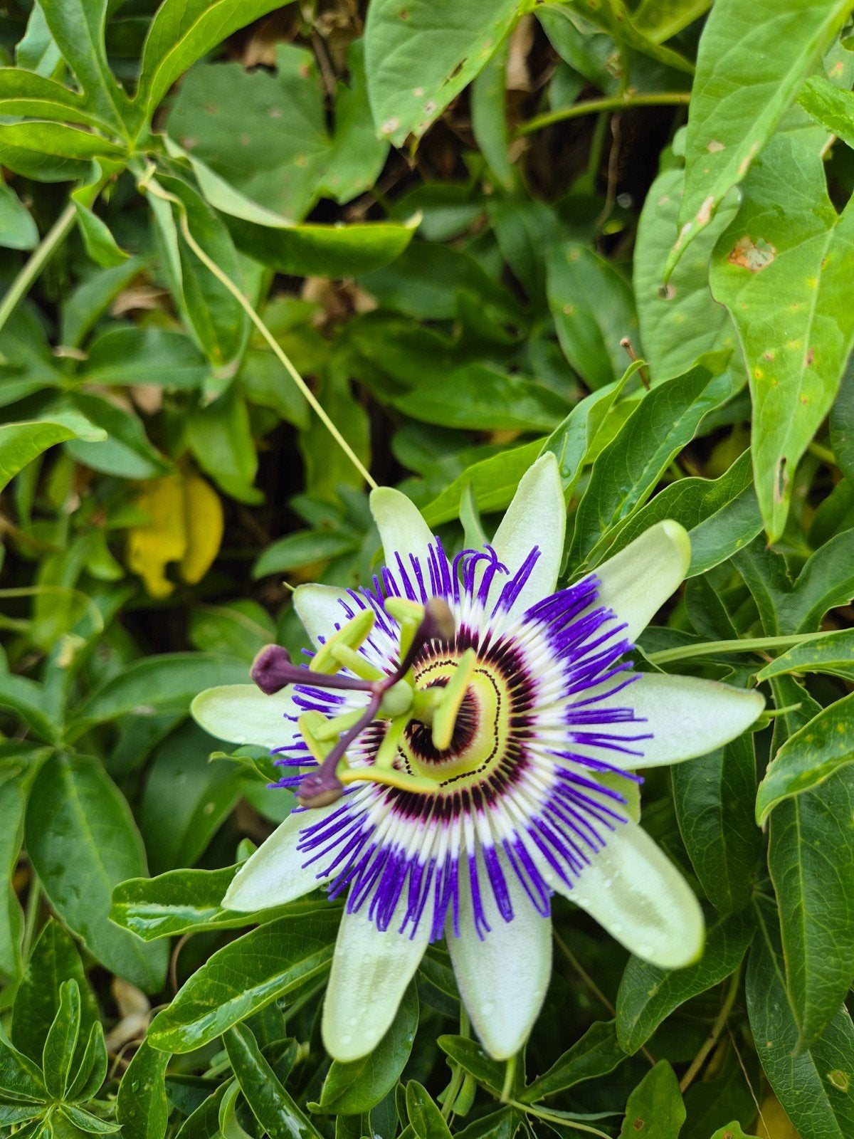 Blauwe Passiebloem Zaden - Passiflora Caerulea, Volle zon, Vaste plant, Ophalen of Verzenden, Klimplanten