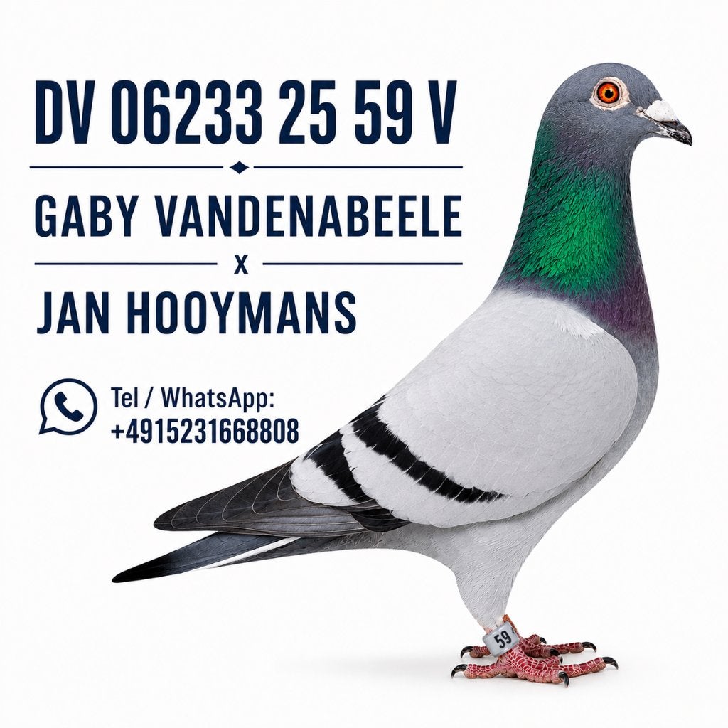 Super Doffer Gaby Vandenabeele x Jan Hooymans, Mannelijk, Postduif
