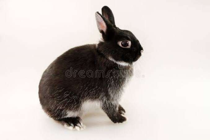 LEUKE EN LIEVE KONIJNTJES., Dieren en Toebehoren, Vrouwelijk, Dwerg, 0 tot 2 jaar