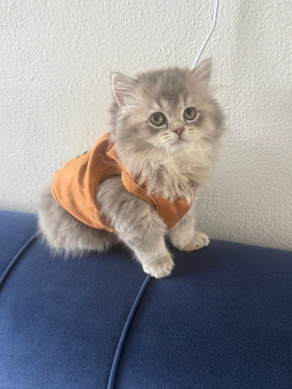 Golden blue shaded X blue point Kittens, Meerdere dieren, 0 tot 2 jaar