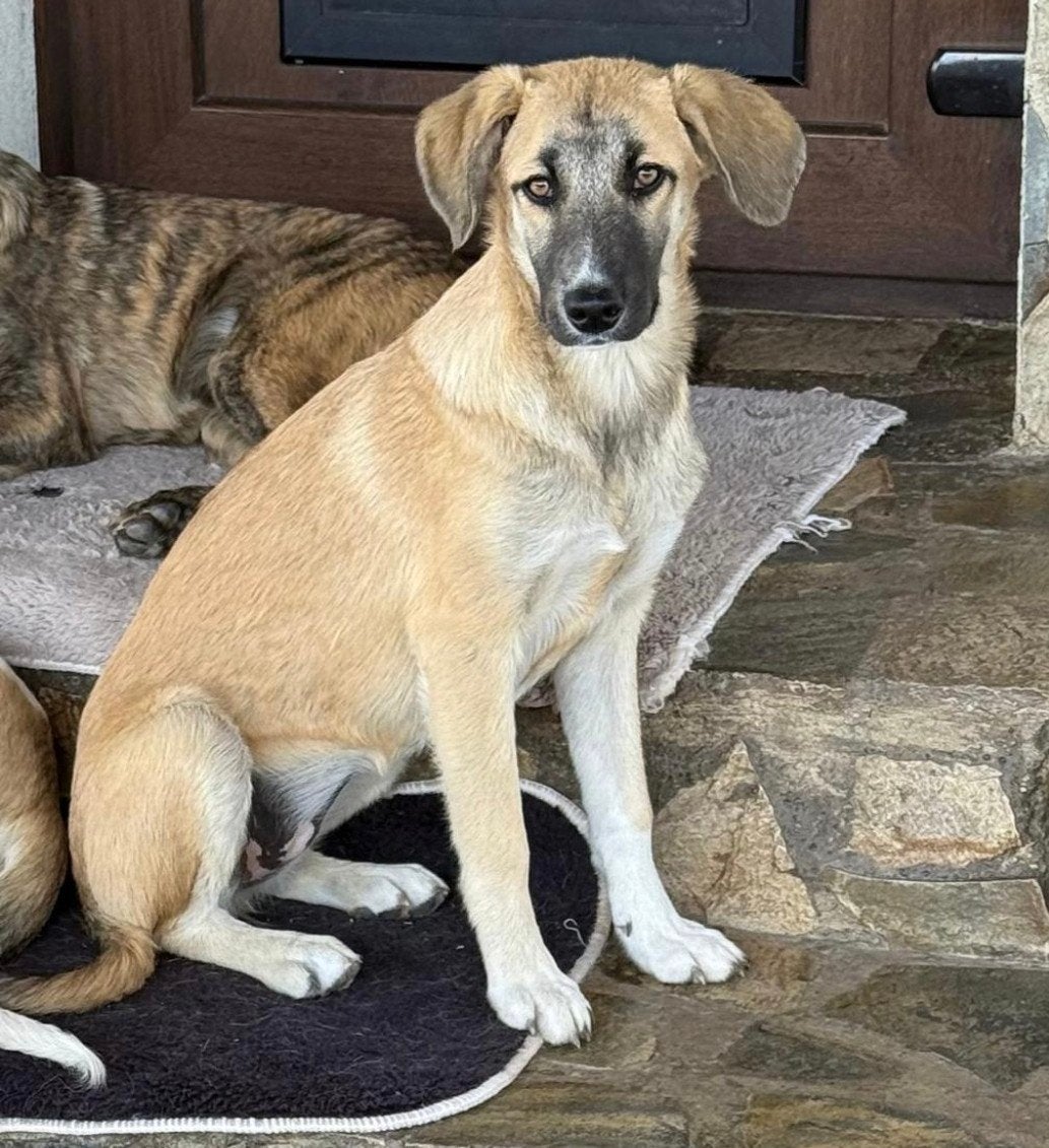 middelmaat teef zoekt thuis, herplaatser( Honey), Particulier, 15 weken tot 1 jaar, Buitenland, Teef