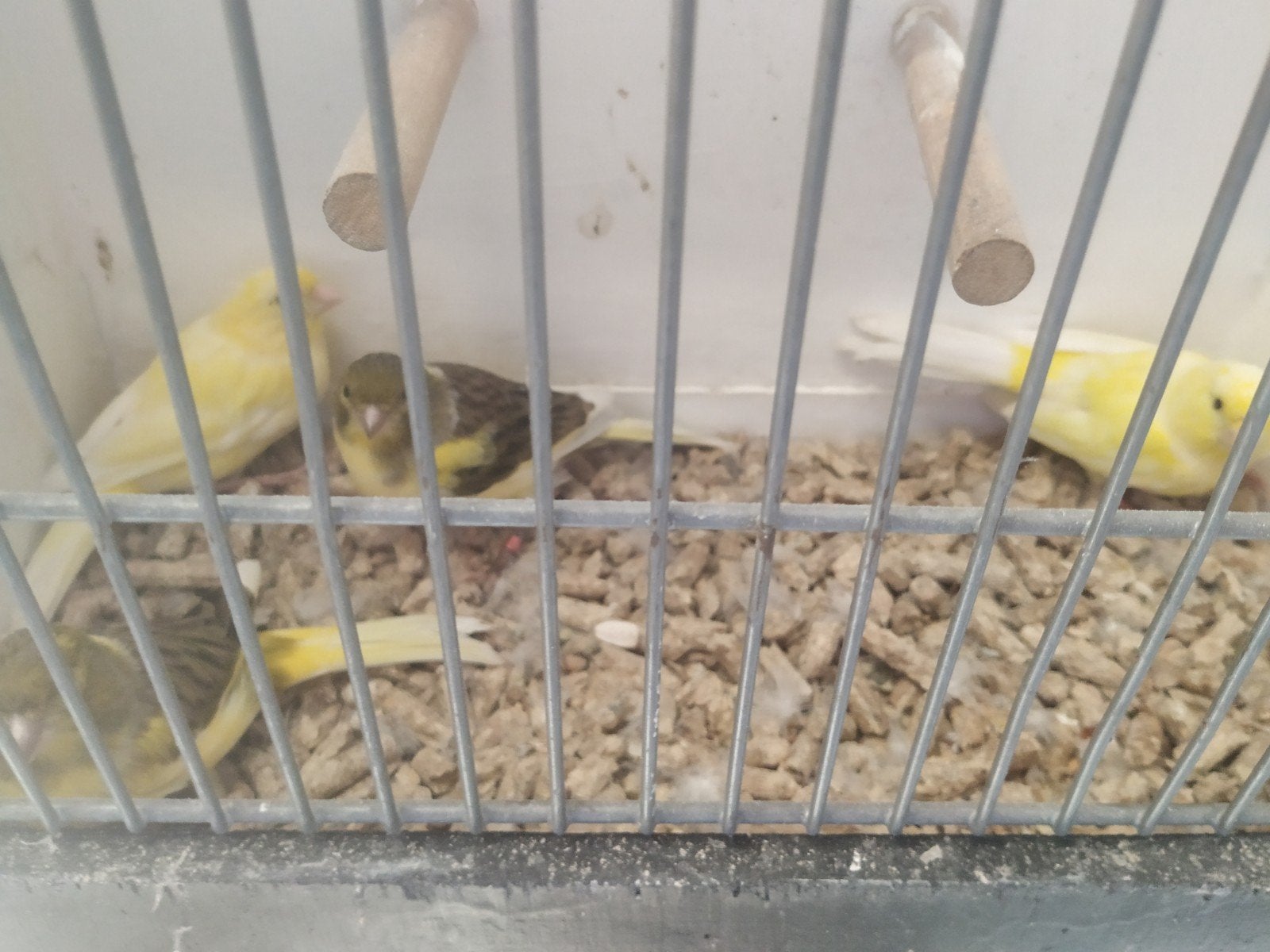 kanaries, Dieren en Toebehoren