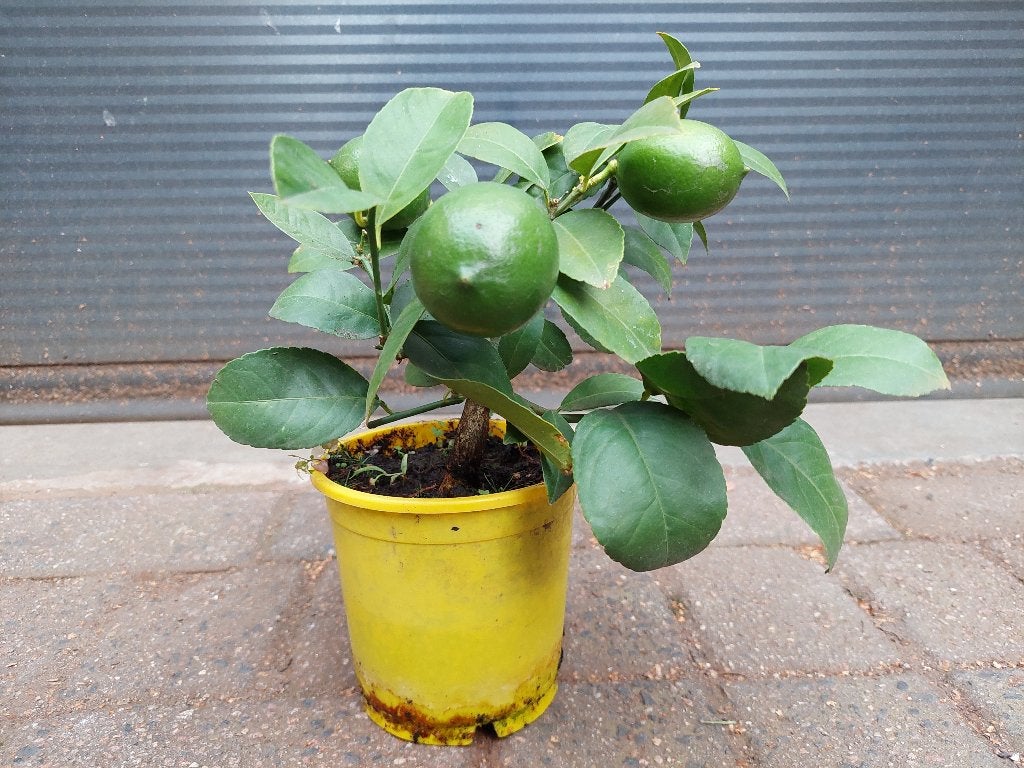 Citrus Aurantifolia 'Limequat' - Limequat H: 28 cm., Ophalen, Minder dan 100 cm, Volle zon, Citroenboom