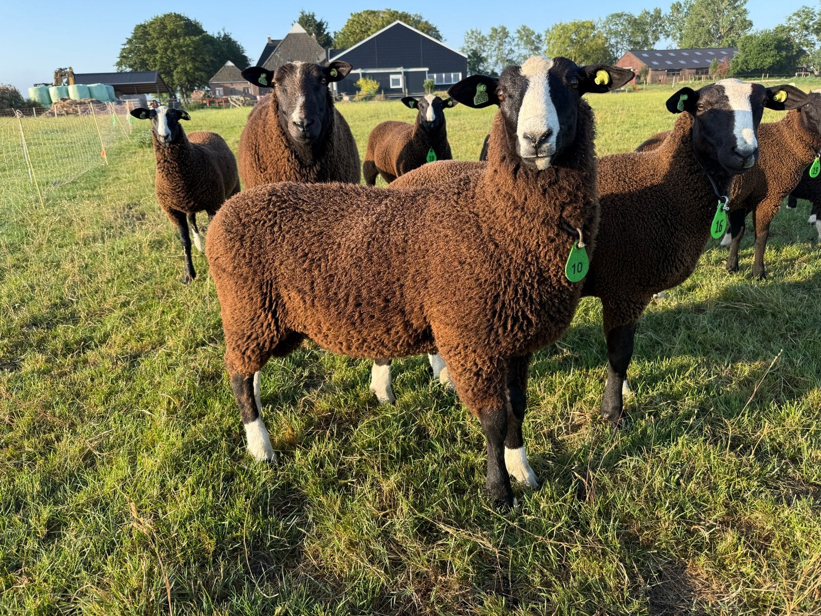 Zwartbles Stamboek Rammen, Dieren en Toebehoren, Mannelijk, Schaap