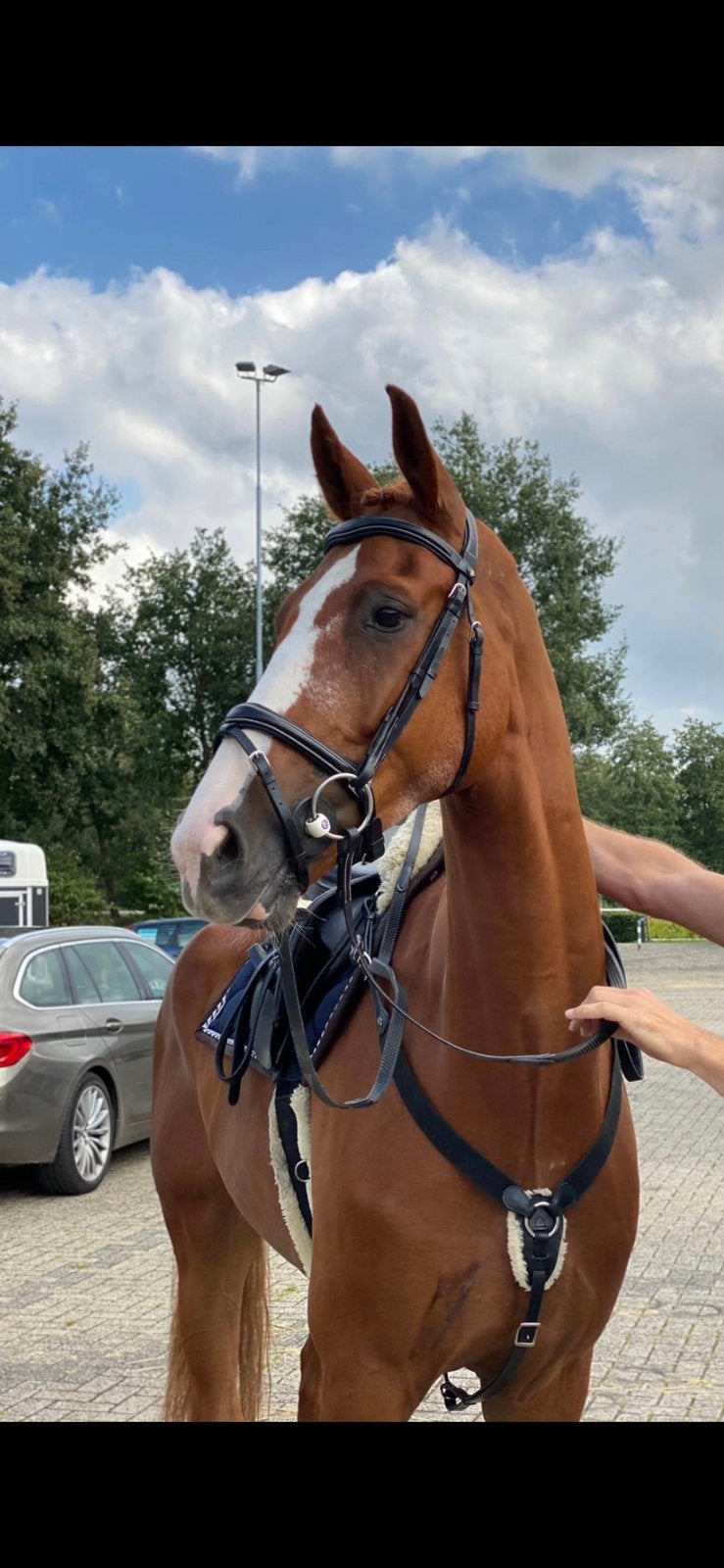 Te lease aangeboden, Ruin, L, 11 jaar of ouder, Recreatiepaard
