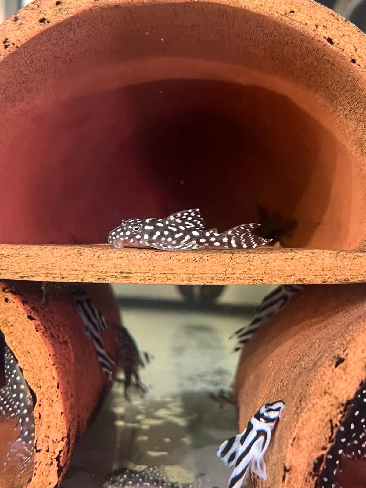 L136B pleco, Vis