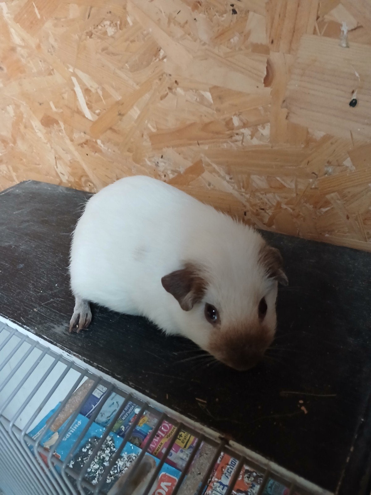 Californië choco cavia beer, Mei, Mannelijk, Cavia
