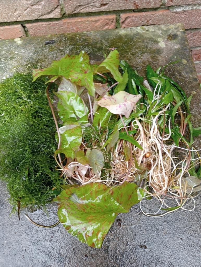 Aquariumplanten ! Wie maak ik blij, Vis