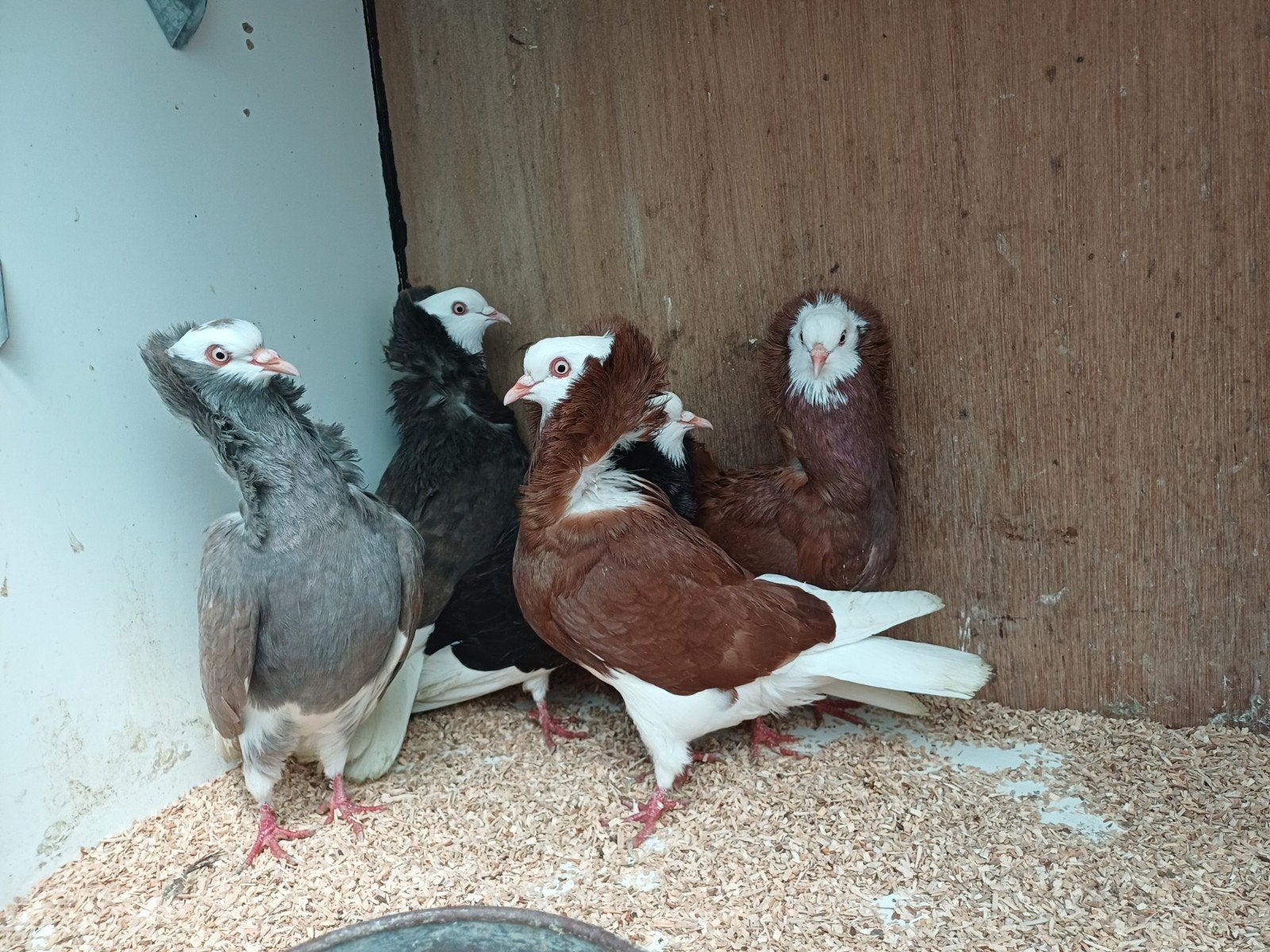 Diverse koppels sierduiven, Meerdere dieren, Overige soorten