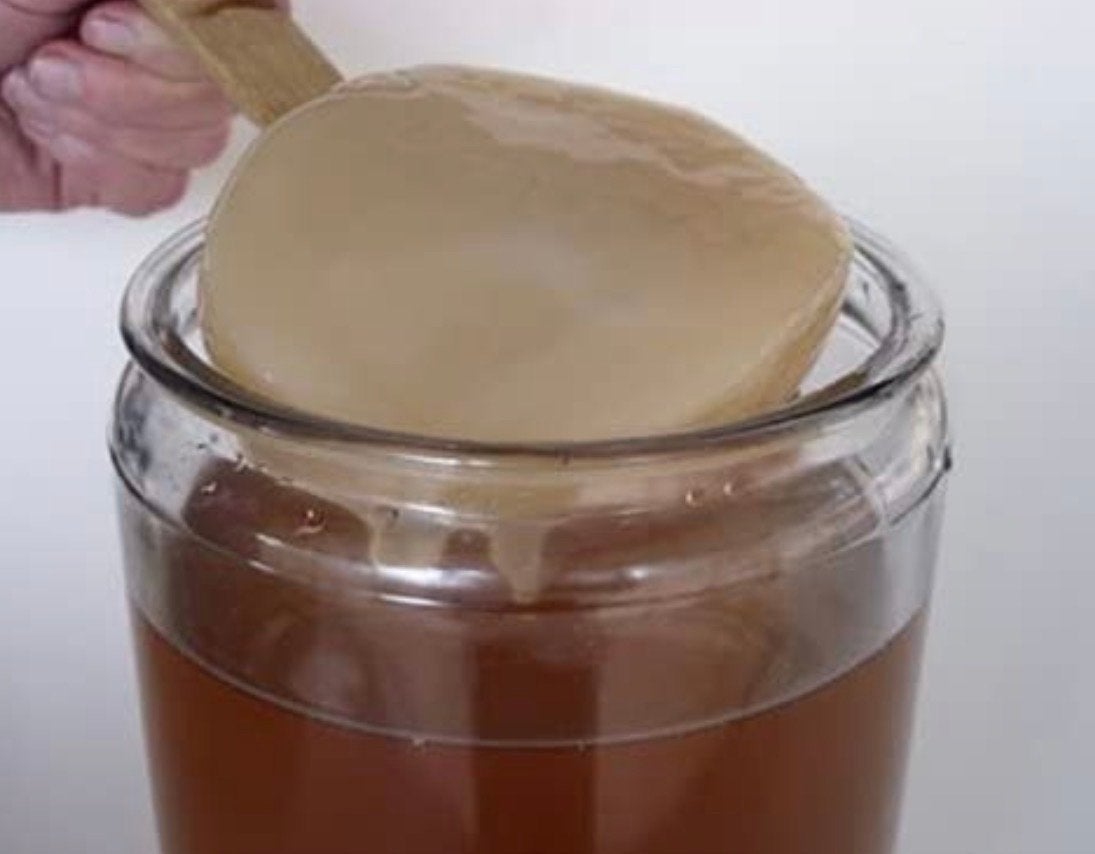 Kombucha scoby met startersvloeistof., Ophalen of Verzenden