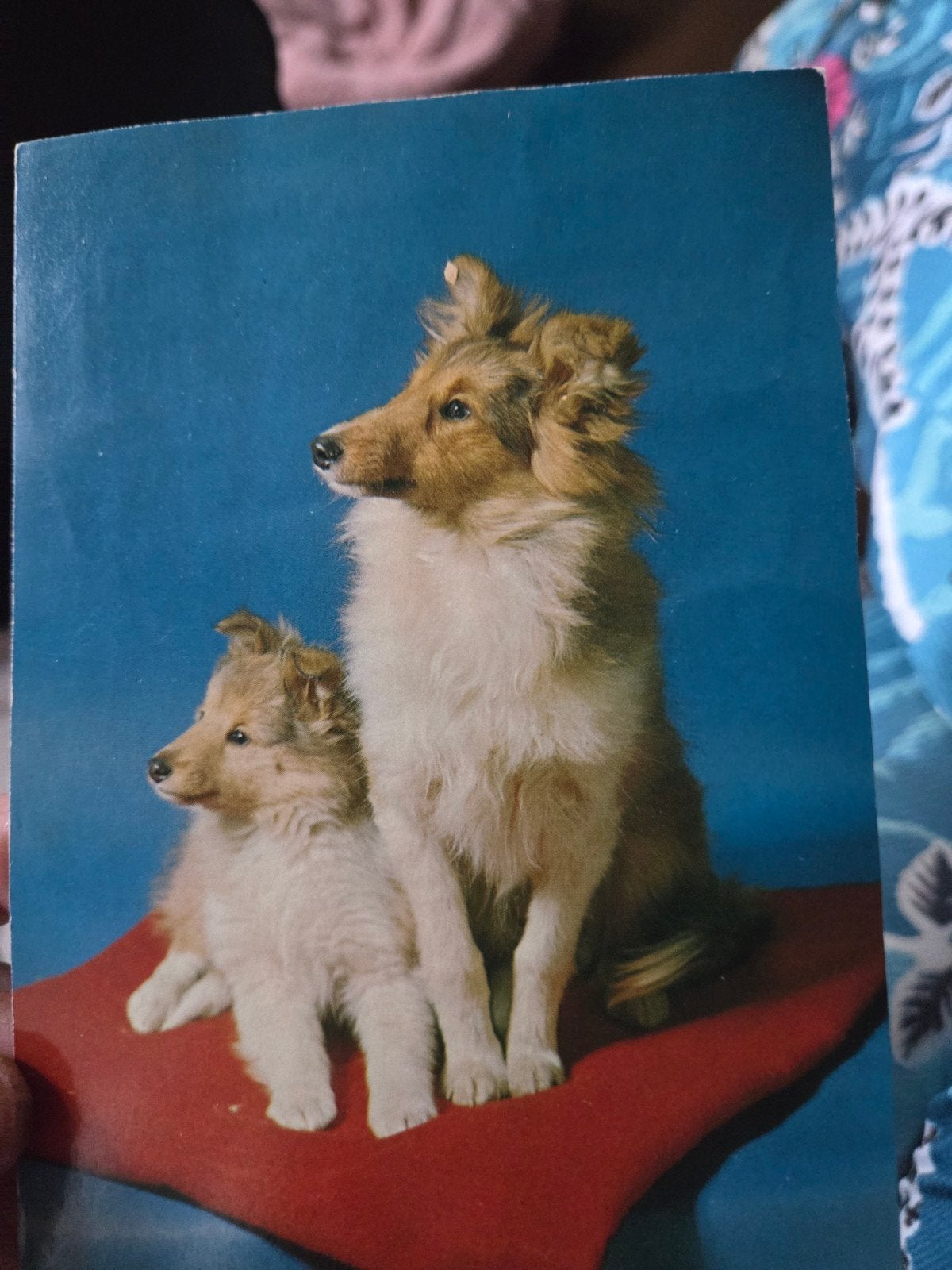 Vintage Ansichtkaart: Schotse Herdershonden (Collies), Ophalen of Verzenden, 1960 tot 1980, Ongelopen