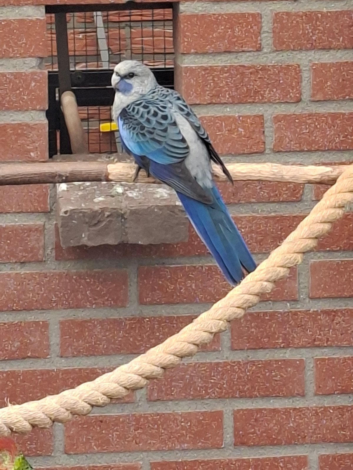 Pennant rosella, Mannelijk, Parkiet, Geringd