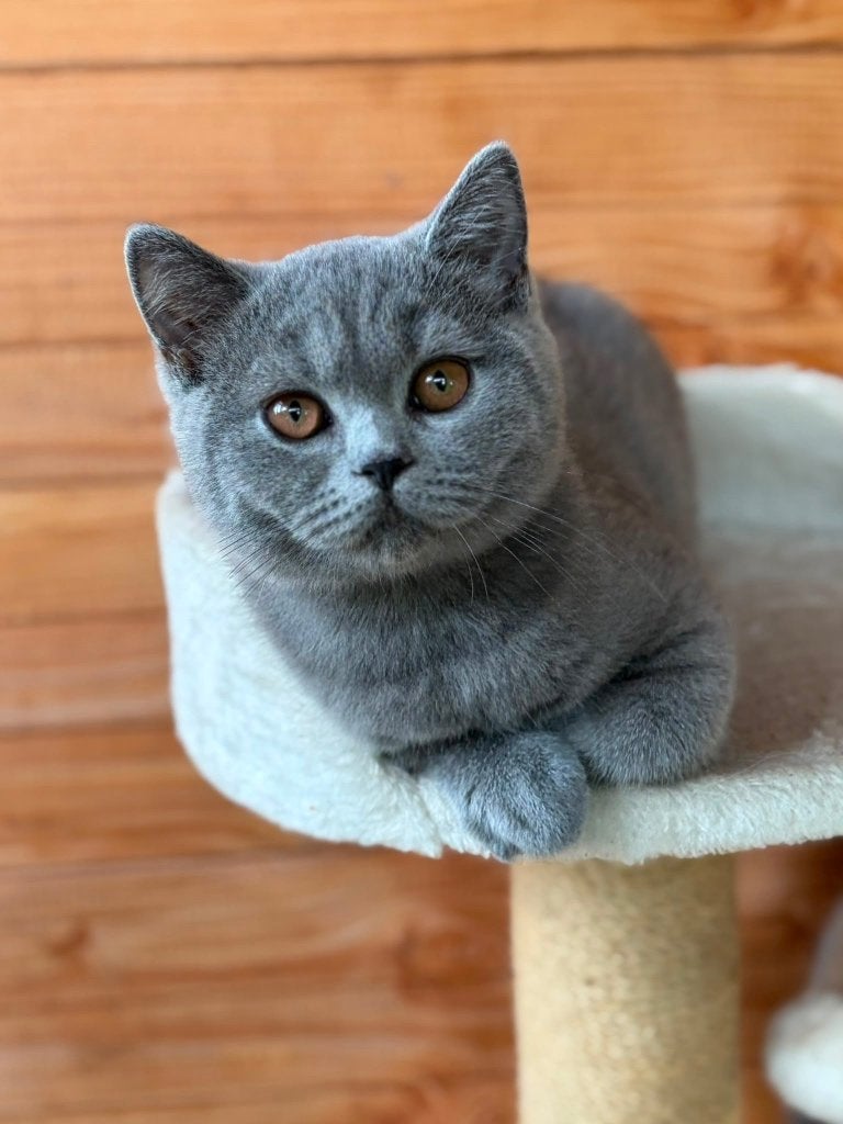 Britsekorthaar, Kater, Gechipt, 0 tot 2 jaar