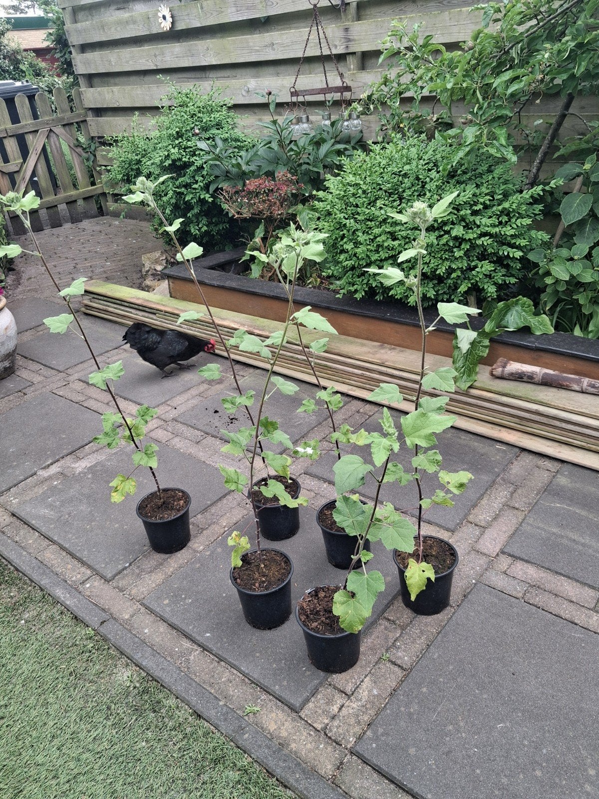 Lavatera 'Rosea' - plantjes, Ophalen of Verzenden, Eenjarig, Overige soorten, Volle zon