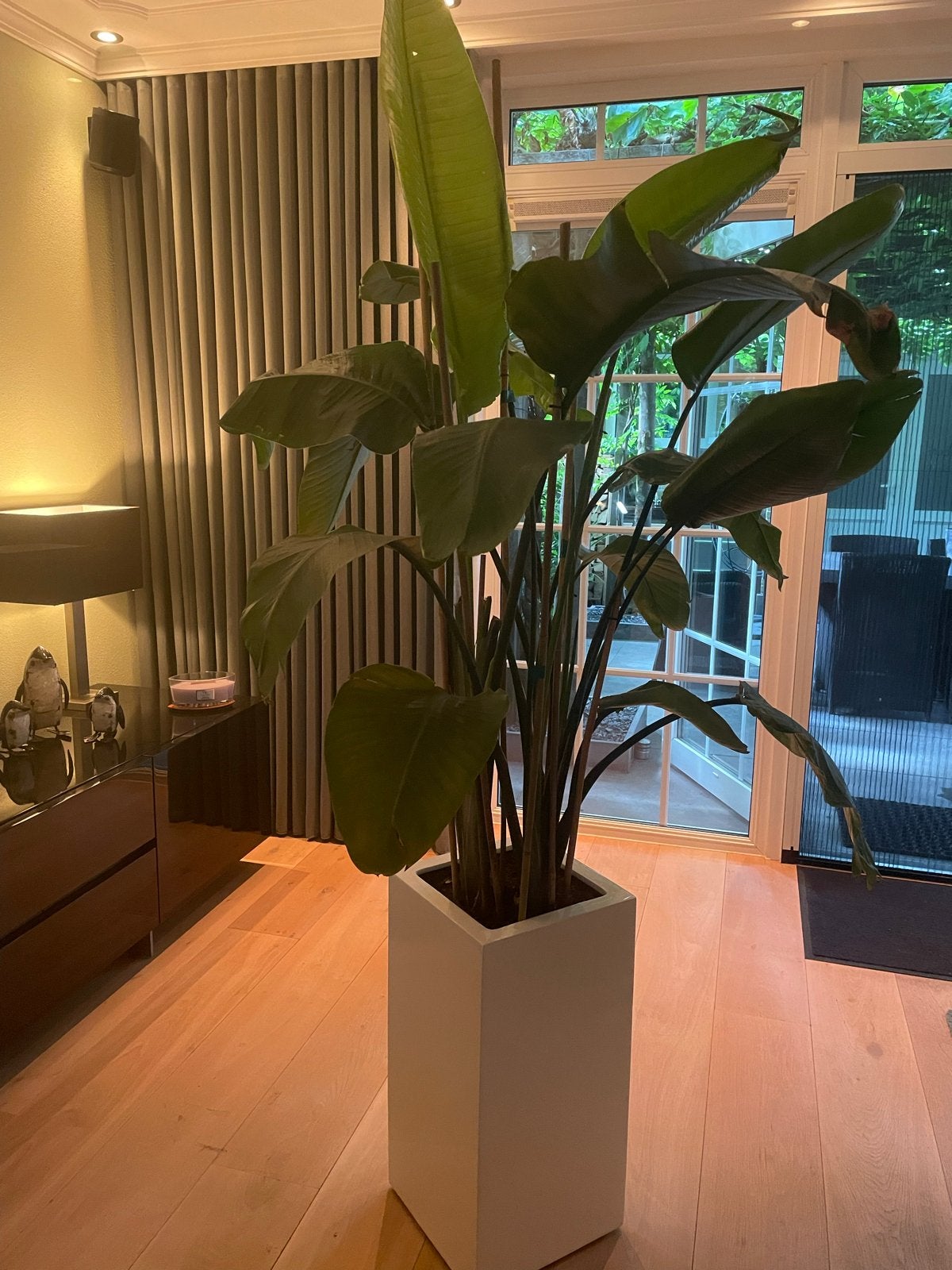 Strelitzia Nicolai (witte paradijs vogelbloem) incl pot, Huis en Inrichting, Kamerplanten, Ophalen, Halfschaduw, 200 cm of meer
