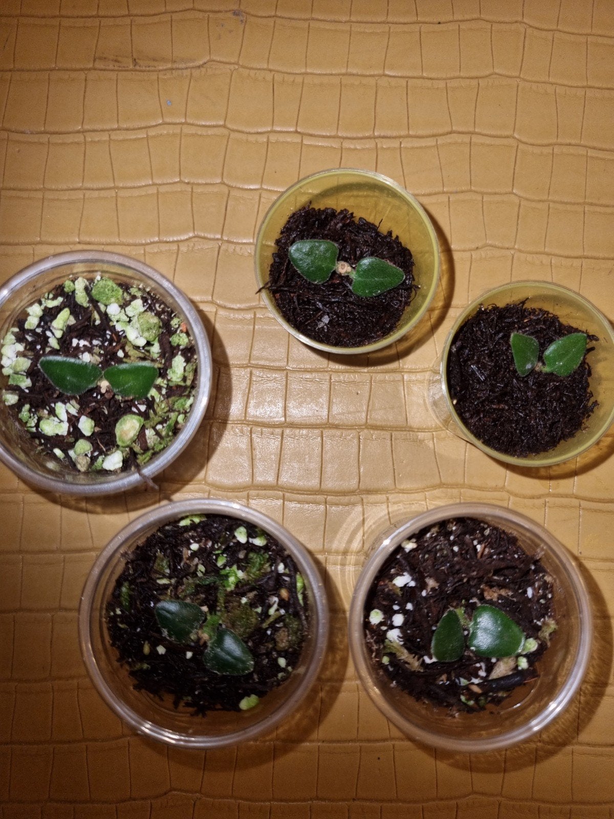 Hoya chinghungensis, Ophalen of Verzenden, Halfschaduw, Minder dan 100 cm