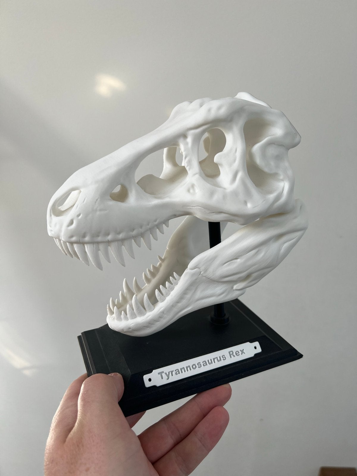 Tyrannosaurus Rex schedel replica - wit 3d print, Verzamelen, Dierenverzamelingen, Ophalen, Zo goed als nieuw, Overige soorten