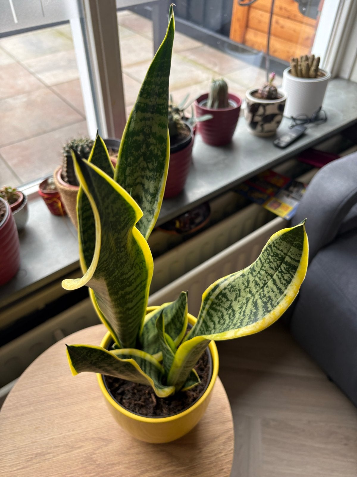 Sansevieria (Vrouwentong), Ophalen, Overige soorten, Halfschaduw, In pot