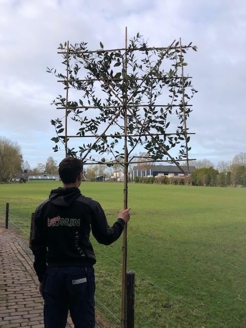 NIEUW!!! Leiboom Steeneik in diverse maten, Tuin en Terras, Planten | Bomen, Volle zon, Bloeit niet, Leiboom, Ophalen of Verzenden