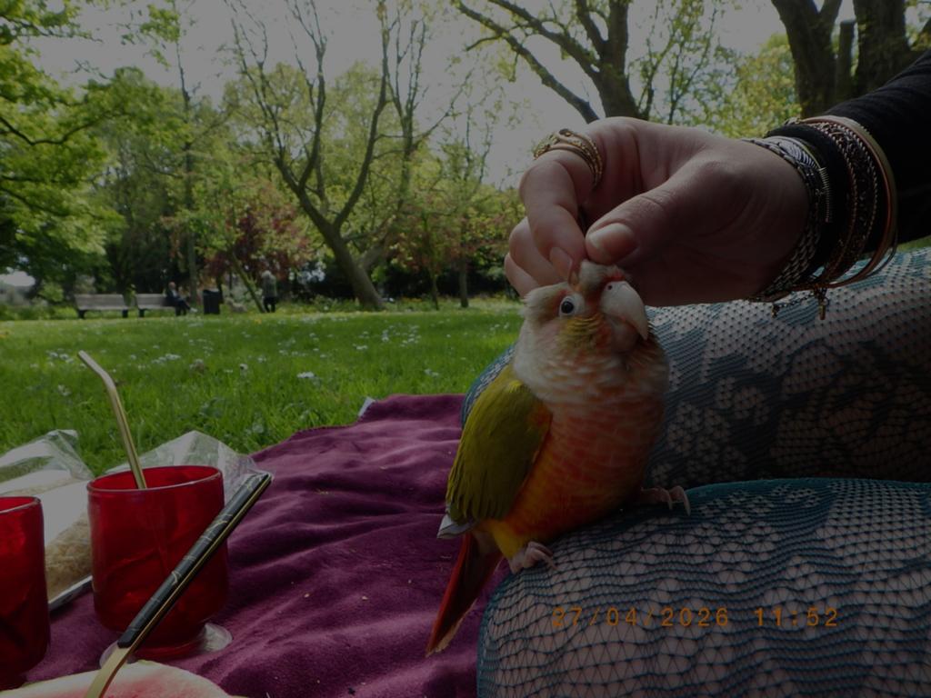 Pyrrhura vogel, Dieren en Toebehoren, Vogels | Parkieten en Papegaaien, Vrouwelijk, Parkiet