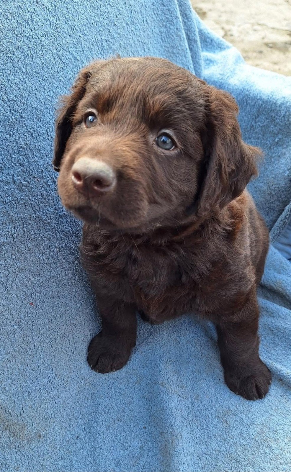 ter adoptie Luukske, Dieren en Toebehoren, Reu, CDV (hondenziekte), 8 tot 15 weken, Labrador retriever