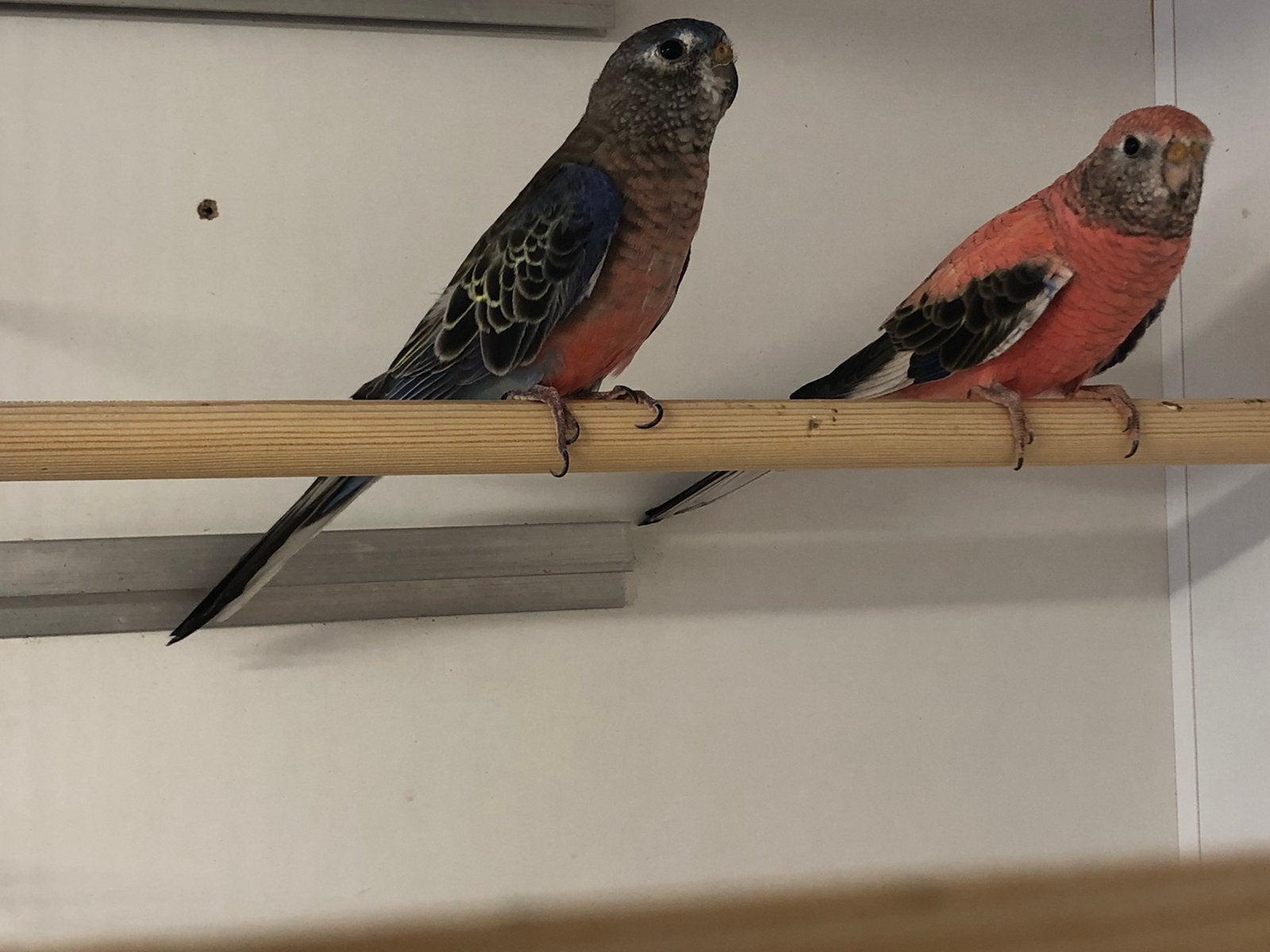 1x1 bourkeparkieten, Meerdere dieren, Parkiet
