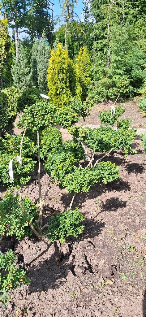 ilex crenata convexa bonsai vorm 100 cm hoog, Tuin en Terras, Vaste plant, Bloeit niet, Halfschaduw, Ophalen