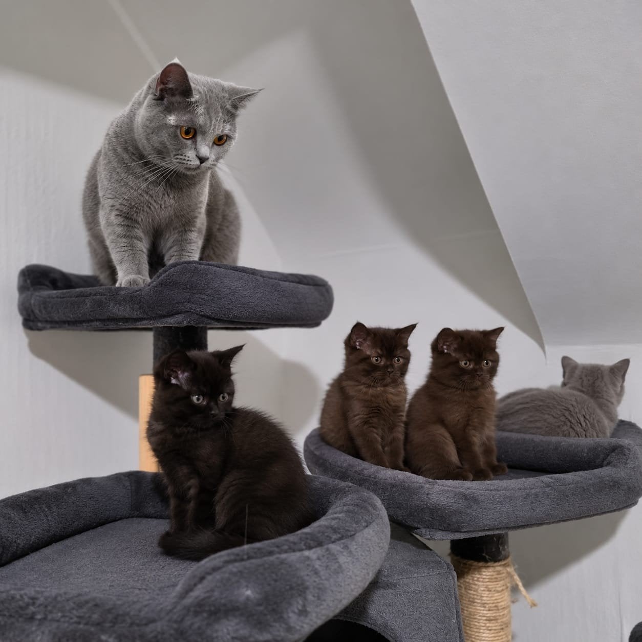 kitten, Meerdere dieren, Ontwormd, 0 tot 2 jaar