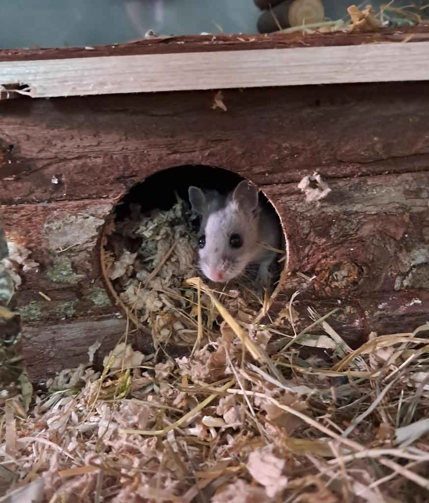 leuke Chinese dwerghamster, Dieren en Toebehoren, Knaagdieren, Vrouwelijk, Hamster, November, Tam