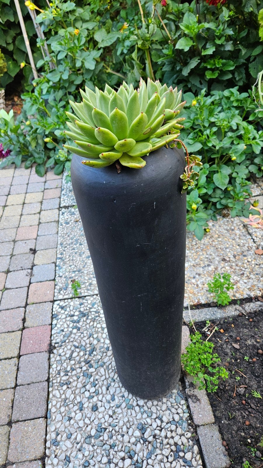 Zwarte hoge bloempot met vetplant, Overige materialen, Gebruikt, Rond, Ophalen of Verzenden