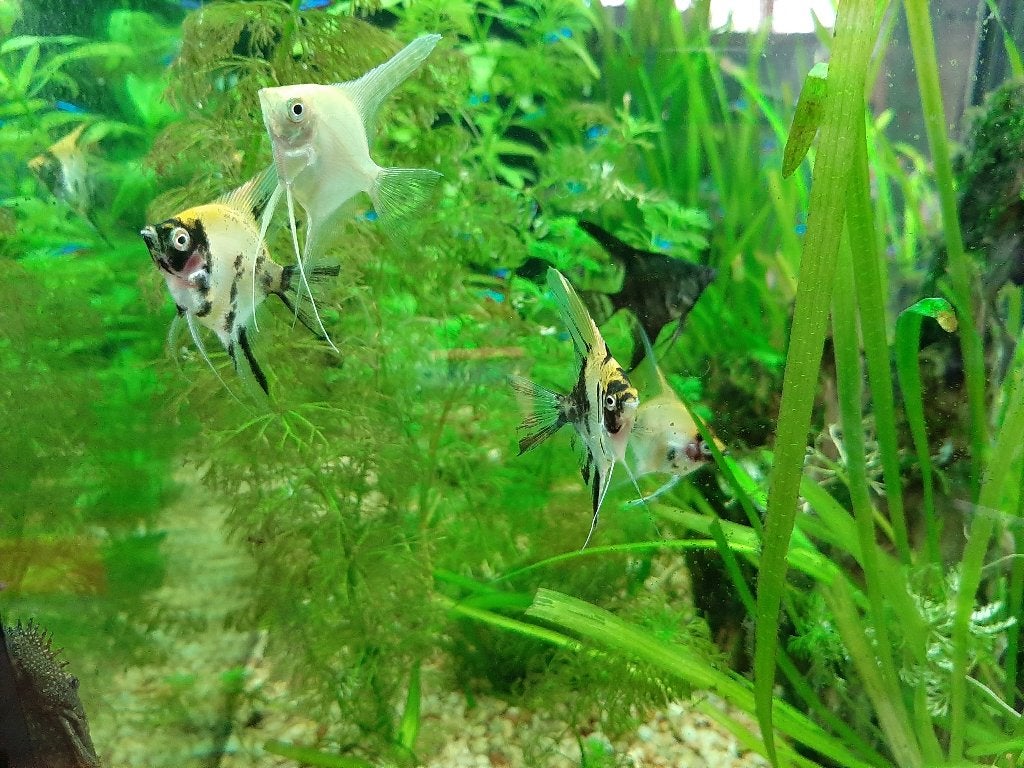 Maanvissen - diverse kleuren en formaten, Dieren en Toebehoren, Vissen | Aquariumvissen, Vis, Zoetwatervis