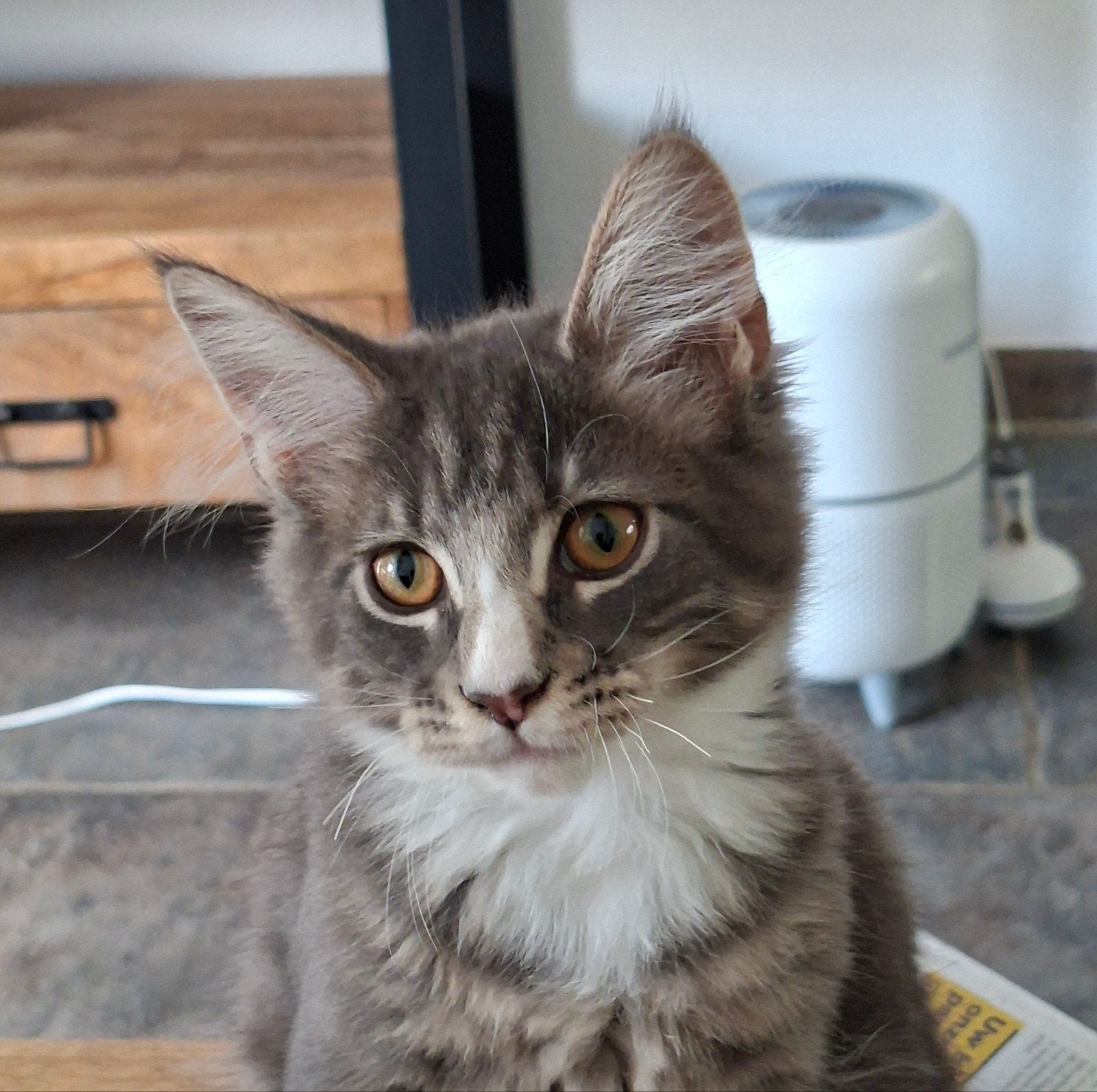 maine coon kittens, Meerdere dieren, Ontwormd, 0 tot 2 jaar