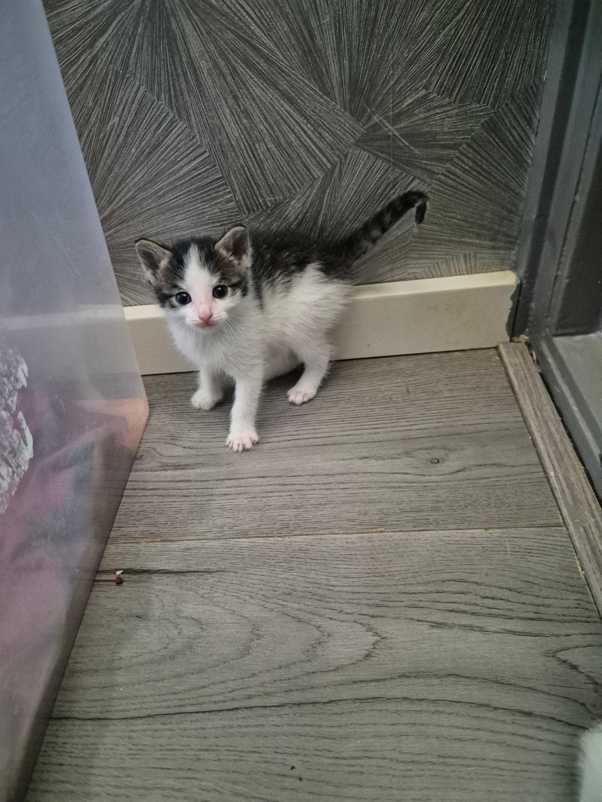 Kittens vrouwtjes
